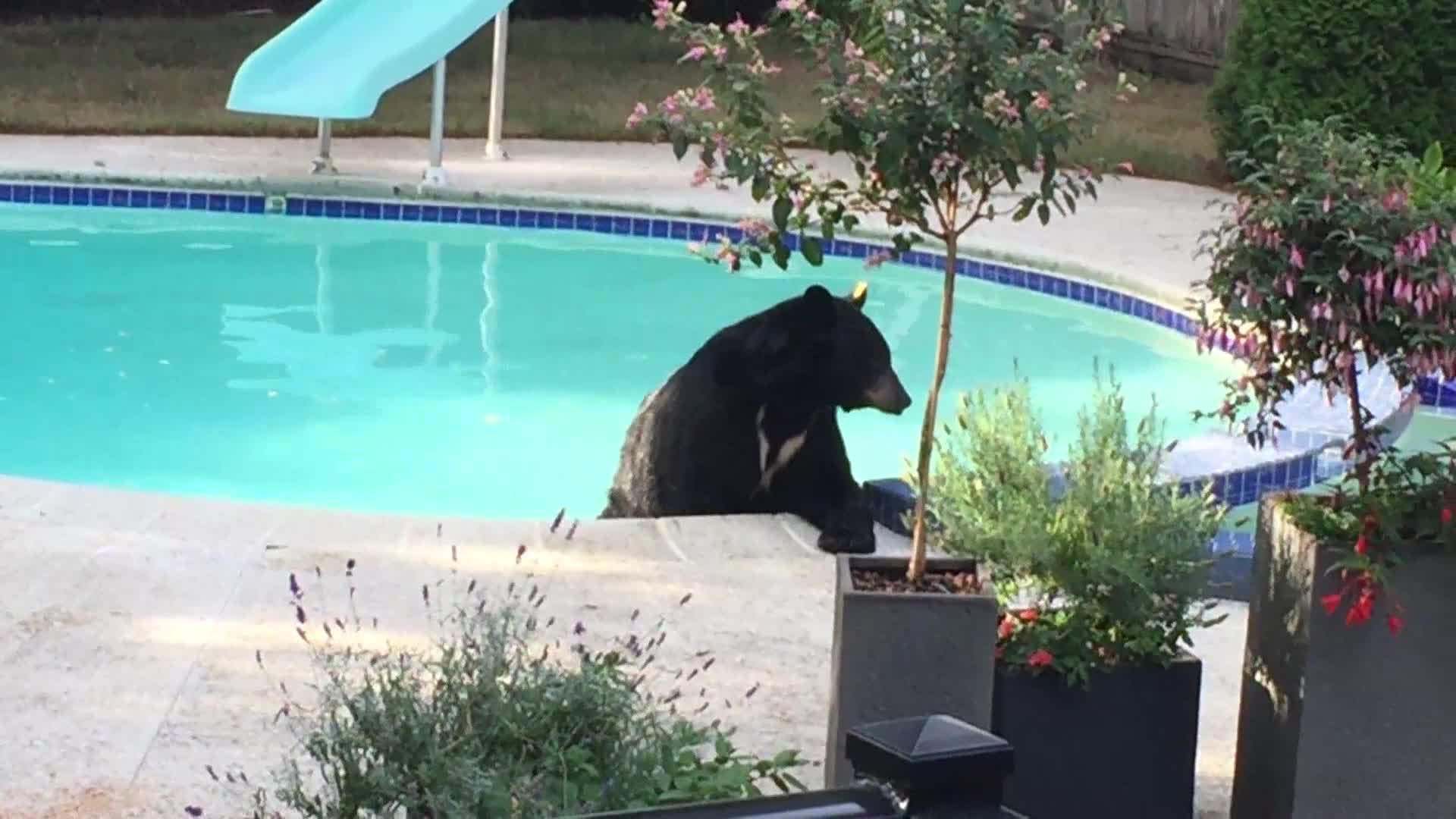 Bear Swimming in Backyard Pool