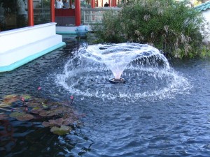 Floating Fountains for Small Ponds