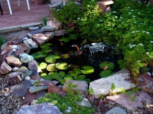 Garden Fish Pond Ideas